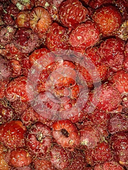 Raspberries. photo